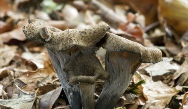 Nazywają je czarnym złotem. W tych lasach jest ich teraz pełno