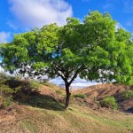 Nazywają je "łamaczem siekier". Gorączka drewna zmieniła lokalną przyrodę