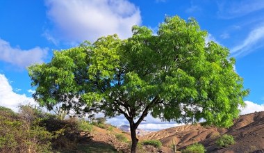 Nazywają je "łamaczem siekier". Gorączka drewna zmieniła lokalną przyrodę