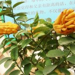 Nazywany jest "ręką Buddy". Coraz częściej gości na naszych parapetach