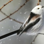 Nazywany najsłodszym ptakiem na świecie. W Polsce był Ptakiem Roku 2025