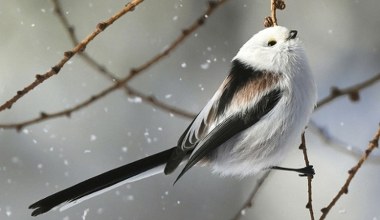 Nazywany najsłodszym ptakiem na świecie. W Polsce był Ptakiem Roku 2025