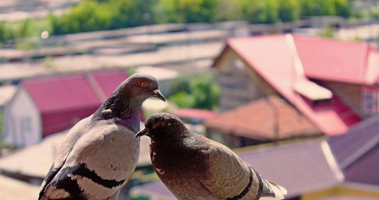 Не дозволяйте голубам оселитися у себе на балкні чи горищі /pixabay.com