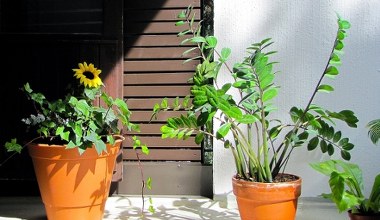 Не викидайте це після вечері, віддайте заміокулькасу. У нього з'являться нові листки