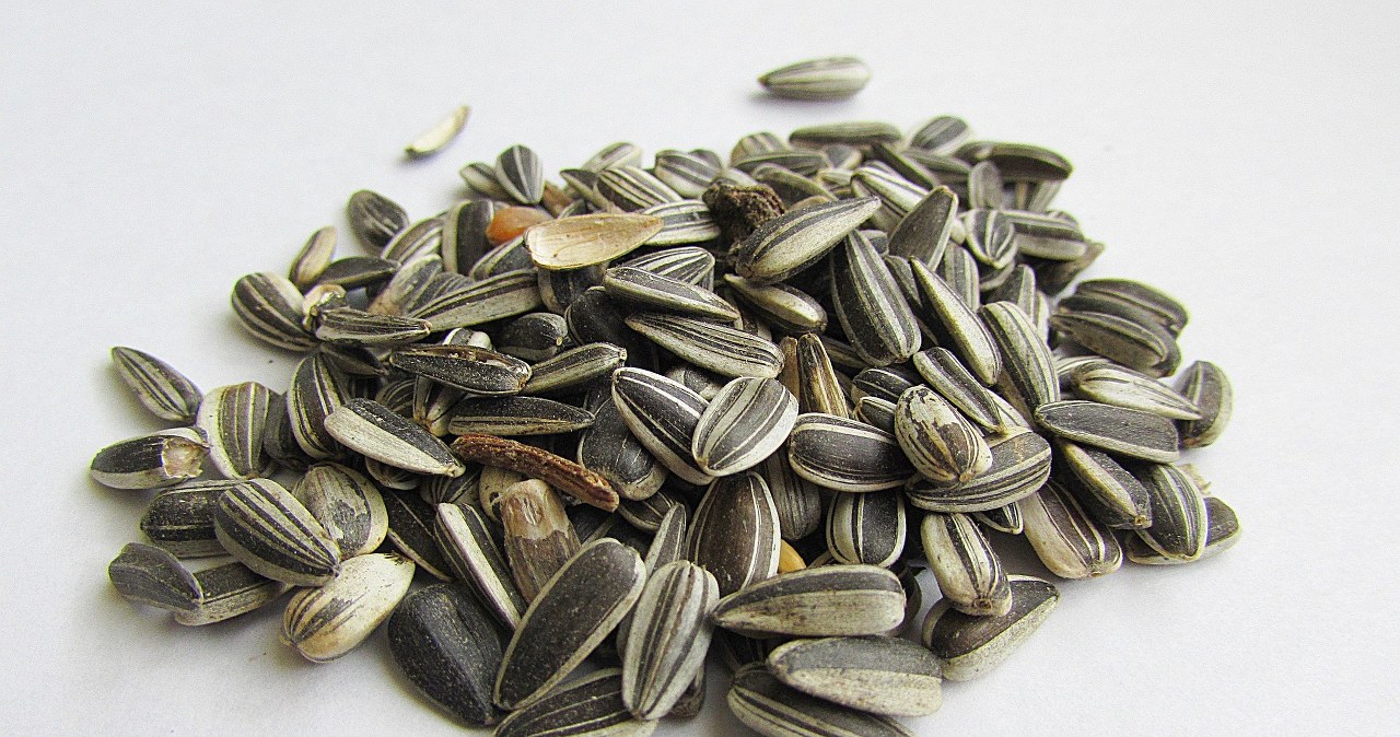 Не викидайте лушпиння від соняшникового насіння - згодиться в саду чи на городі /pixabay.com