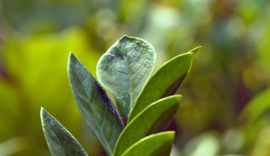 Не викидайте після обіду! Як кухонні залишки перетворити на найкраще добриво для заміокулькаса