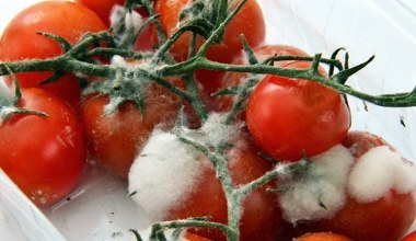 Не викидайте запліснявілі помідори. Це скарб, який можна використати