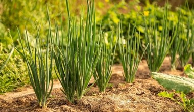 Не вимагає багато зусиль, стійка до морозів та хвороб. Як виростити цибулю-батун? 