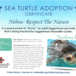 Neboa wspiera adopcję żółwi morskich 