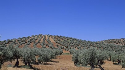 Nękała go mafia, więc oddał posiadłość… sędziemu, który z nią walczy