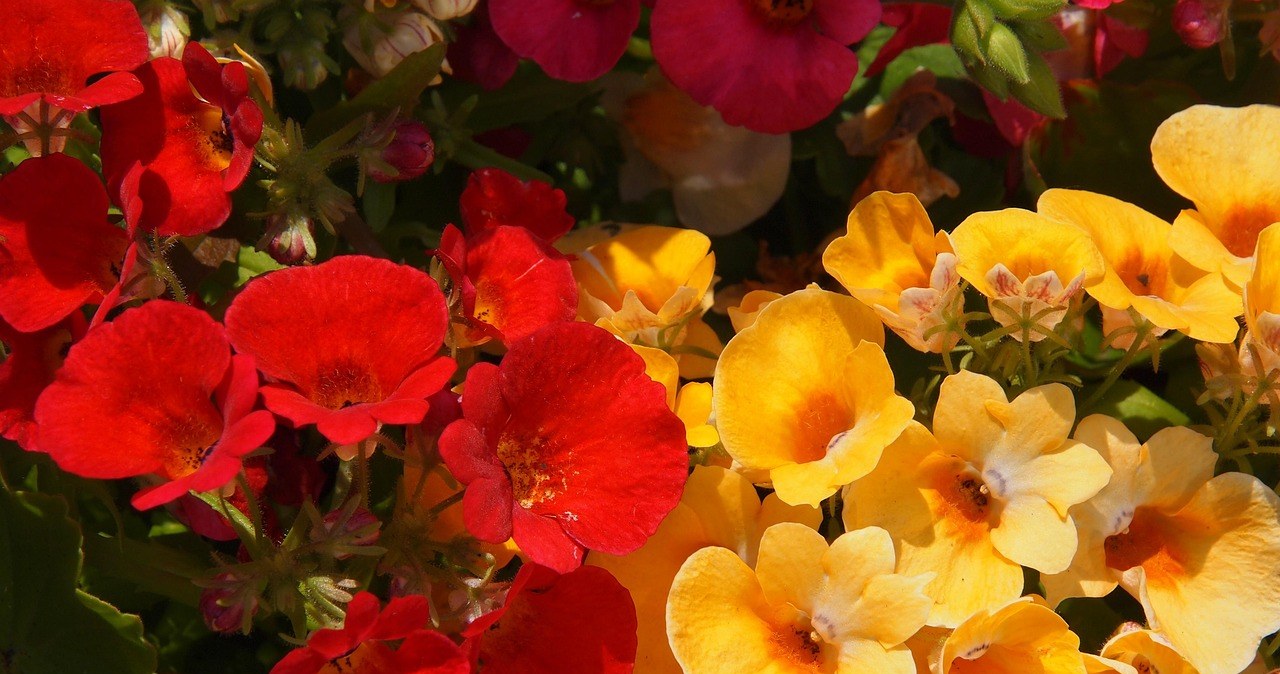Немезія вражає різноманіттям кольорів /pixabay.com