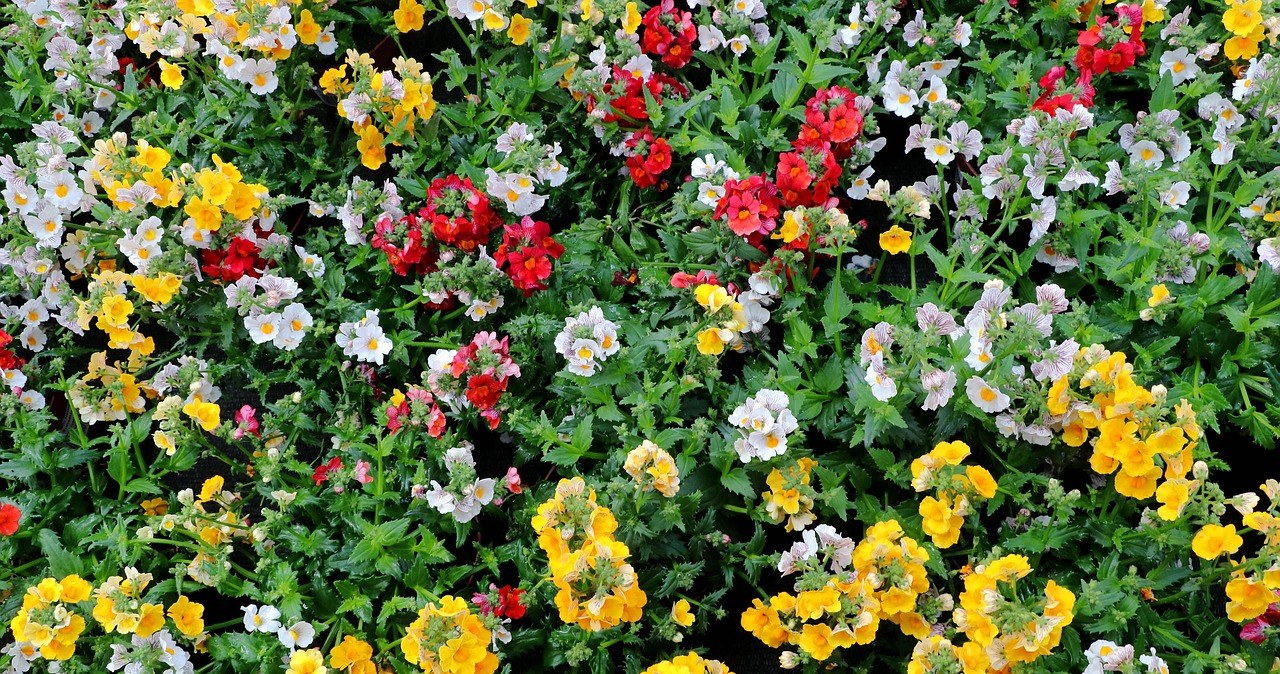 Немезія - яскрава та невибаглива рослина, яка перетворює будь-який балкон або терасу на квітковий килим /pixabay.com