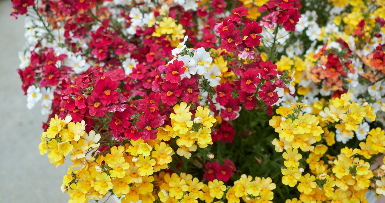 Nemezja powabna to efektowna roślina, która tworzy kaskady i dywany kwiatów. /123RF/PICSEL