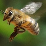 Neonikotynoidy szkodliwe nie tylko dla pszczół. "Nie są także bezpieczne dla ludzi"