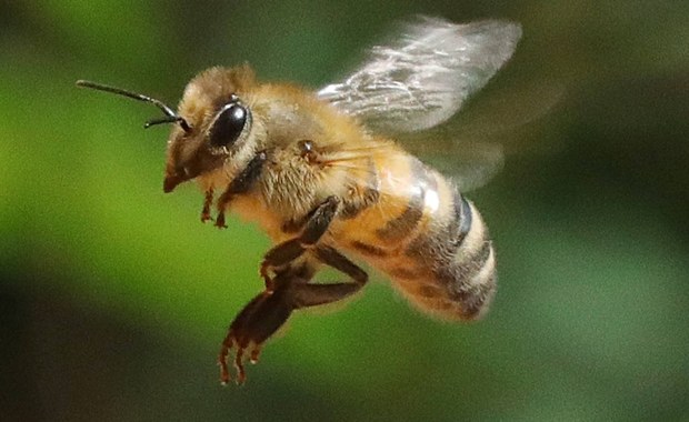 Neonikotynoidy szkodliwe nie tylko dla pszczół. "Nie są także bezpieczne dla ludzi"