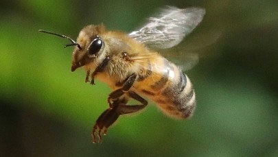 Neonikotynoidy szkodliwe nie tylko dla pszczół. "Nie są także bezpieczne dla ludzi"