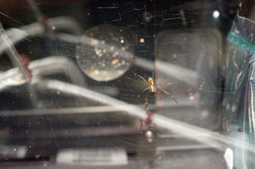 Nephila - pająk, jaki był przechowywany w Commercial Generic Bioprocessing Apparatus Science Insert-05 (CSI-05) na ISS /NASA