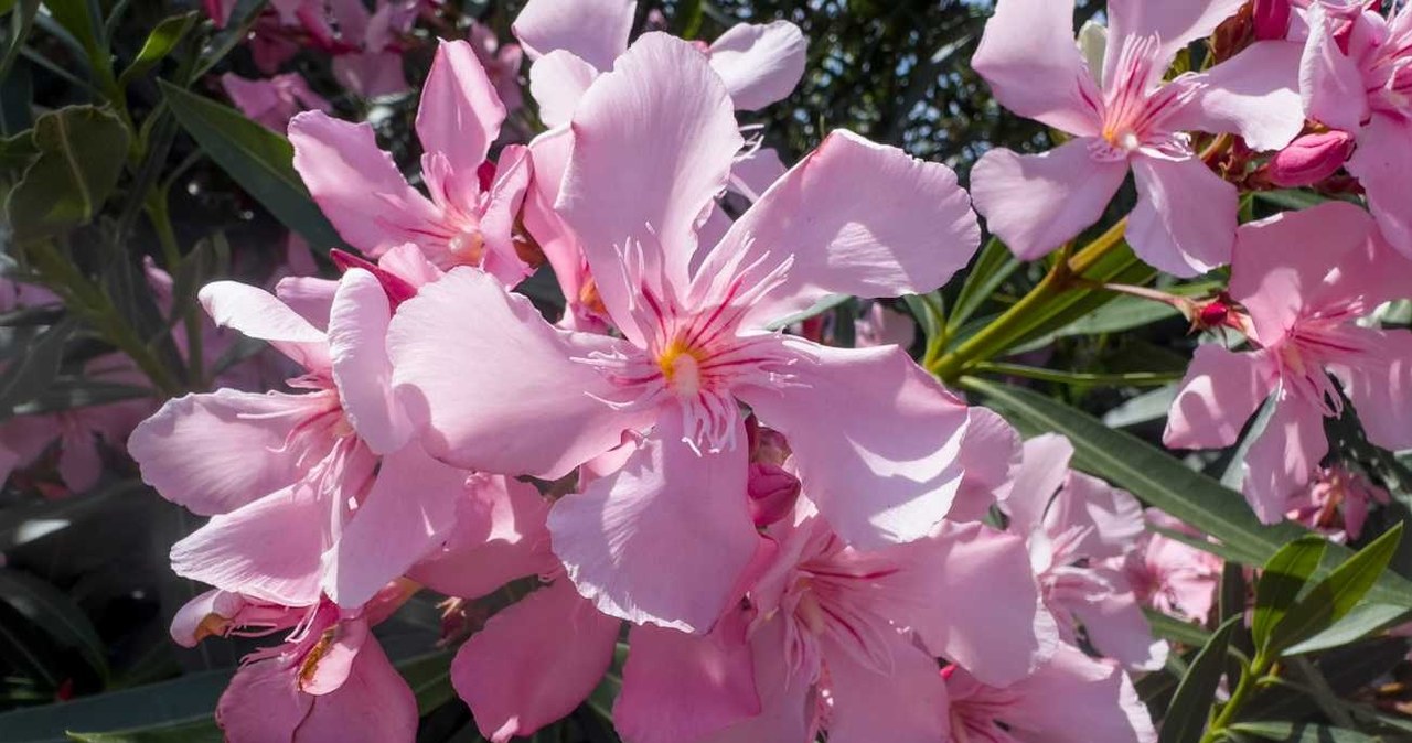 Nerium oleander /Reinhard Rohner / imageBROKER /Agencja FORUM