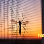 Netto wrzuciło hit na komary. Kosztuje grosze i przyda się każdemu