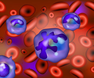 Neutrocyty: Normy, funkcje, nadmiar i niedobory