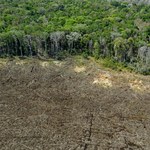 NFT ochronią Amazonię? To propozycja brazylijskiej firmy