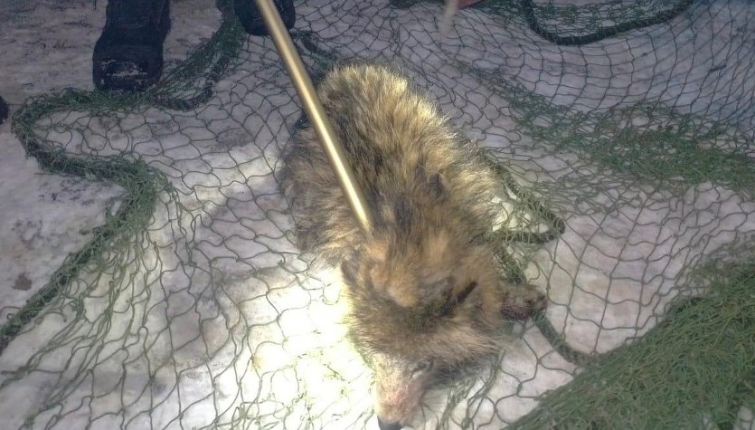 Ni pies, ni wydra. Nietypowy pasażer miłośniczki zwierząt