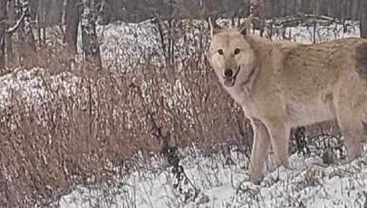 Ni to pies, ni to wilk. W Łabiszynie grasuje groźna hybryda