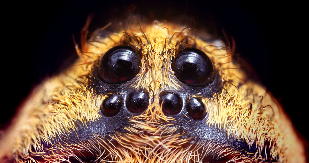Nicienie doprowadzają tarantule do śmierci /Wikimedia