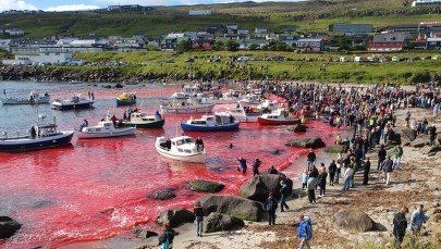 Nie będzie wakacyjnego mordowania wielorybów