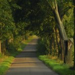 Nie będzie wycinki 7 tys. drzew? Resort klimatu może ją zablokować