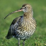 Nie było go przez wiele lat. Ten rzadki ptak wraca na polskie mokradła