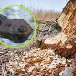 Nie było ich tu pół tysiąca lat. Teraz wracają w wielkim stylu