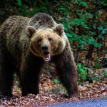 Nie dają sobie rady z atakującymi niedźwiedziami. Proszą o pomoc wojsko