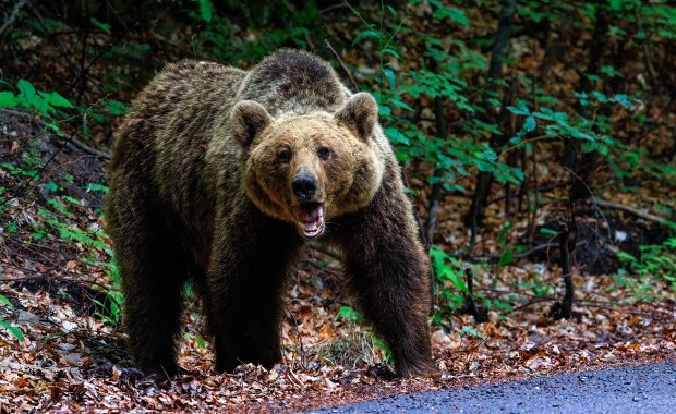 Nie dają sobie rady z atakującymi niedźwiedziami. Proszą o pomoc wojsko