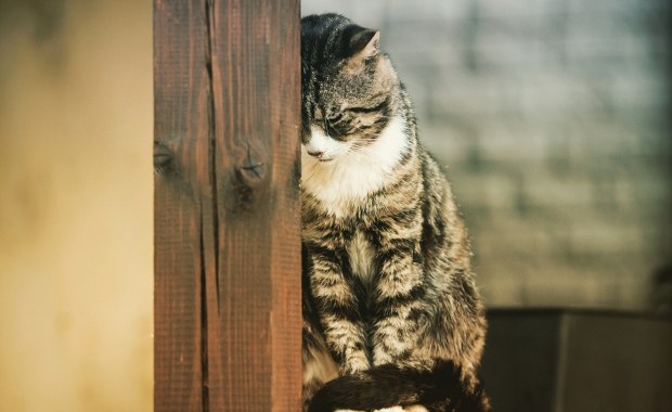 "Nie dał się pogłaskać". Rok więzienia za makabryczne zabójstwo kota