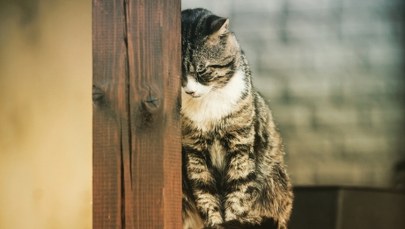 "Nie dał się pogłaskać". Rok więzienia za makabryczne zabójstwo kota