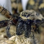 Nie dla arachnofobów. Naukowcy odkryli nowy gatunek tarantuli
