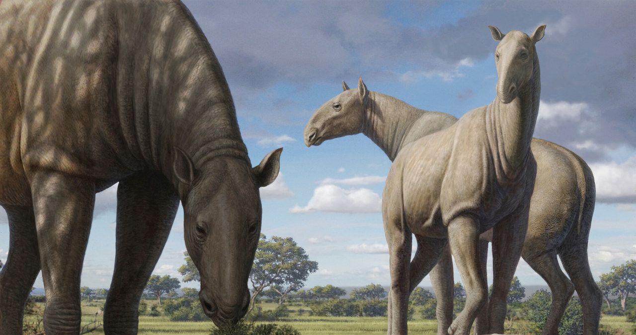 Nie do końca wiemy dlaczego gigantyczne nosorożce zniknęły z powierzchni naszej planety /MAURICIO ANTON /East News