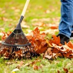 Nie grabią liści aż do wiosny. Tak to tłumaczą