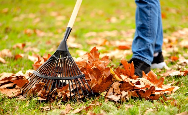 Nie grabią liści aż do wiosny. Tak to tłumaczą