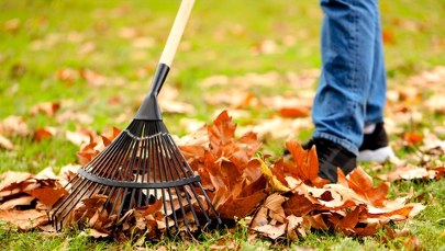 Nie grabią liści aż do wiosny. Tak to tłumaczą