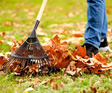 Nie grabią liści aż do wiosny. Tak to tłumaczą