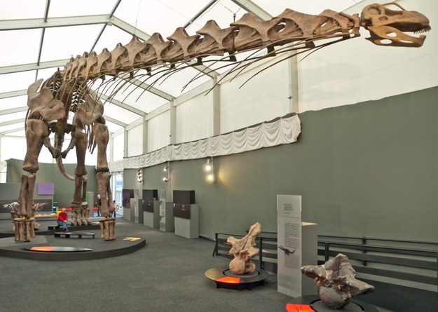 Nie gryźć, przełykać - mała głowa i długa szyja pomogły największym dinozaurom się wyżywić &nbsp; /Fot. Frank Luerweg, University of Bonn
