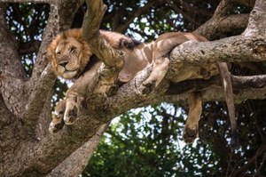 Nie idź do zoo, bo złapiesz COVID-19 od lwa? Na szczury też lepiej uważać