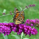 Nie ignoruj go, gdy pojawi się w ogrodzie. To ważny znak