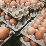 Nie jedz tych jaj na surowo! Wykryto w nich salmonellę