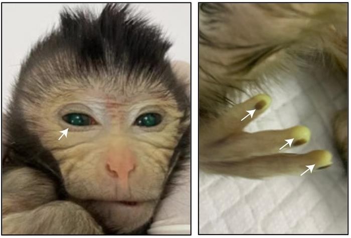 Nie jest to pierwsza żywa małpia chimera, ale pierwsza tak bardzi "zmieszana" /Cao et al., Cell, 2023 /domena publiczna