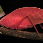 Nie kameleon jest królem kamuflażu. To zwierzę kładzie go na łopatki