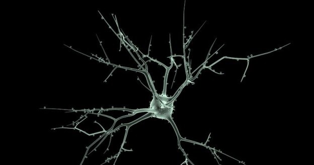Nie każdy neuron jest taki sam /123RF/PICSEL