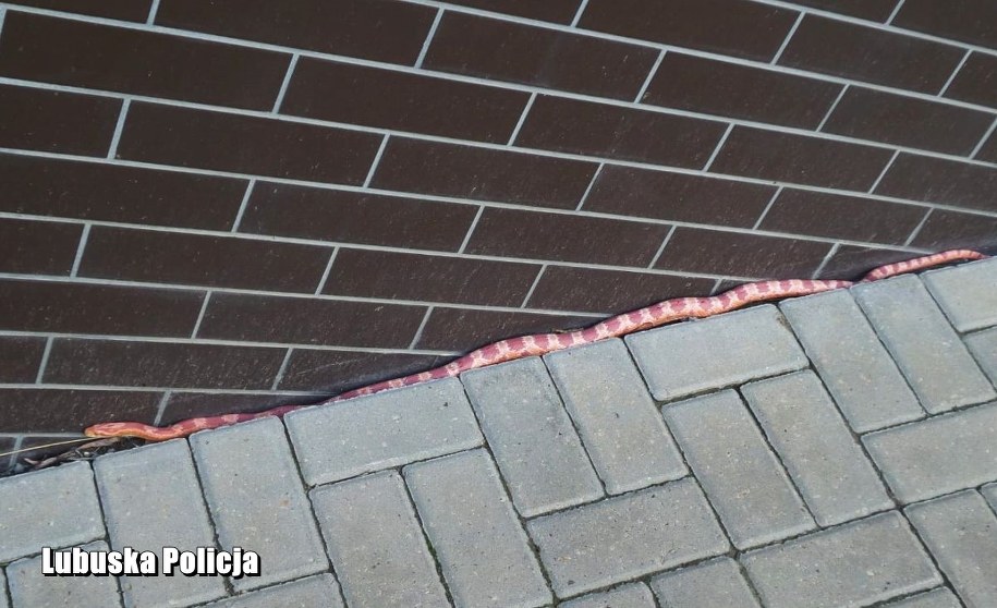 Nie każdy wie, że ten gatunek węża nie jest jadowity /Policja